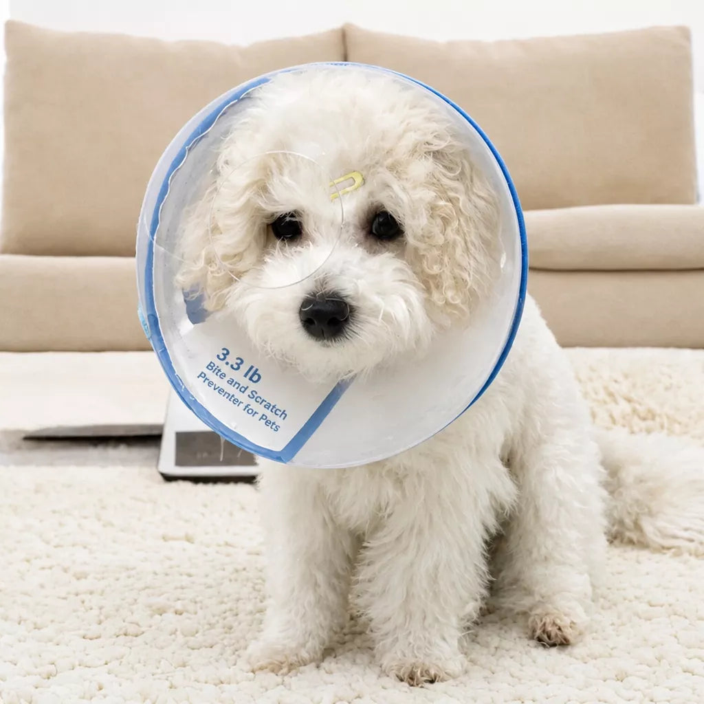 Adjustable Plastic Recovery Cone for Dogs | Elizabethan Collar