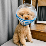 Adjustable Plastic Recovery Cone for Dogs | Elizabethan Collar