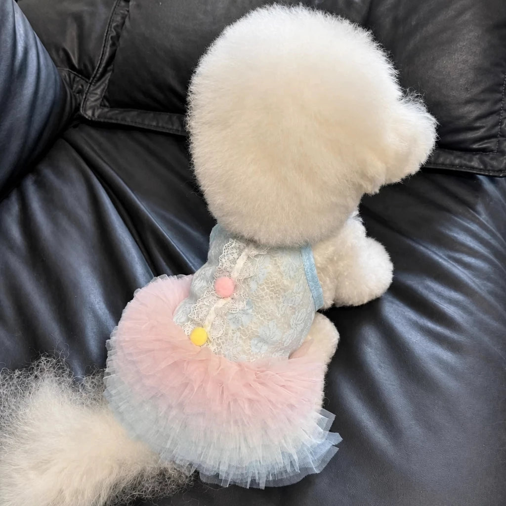 Lace Pet Dress with Gradient Full Skirt for Small Dogs and Cats
