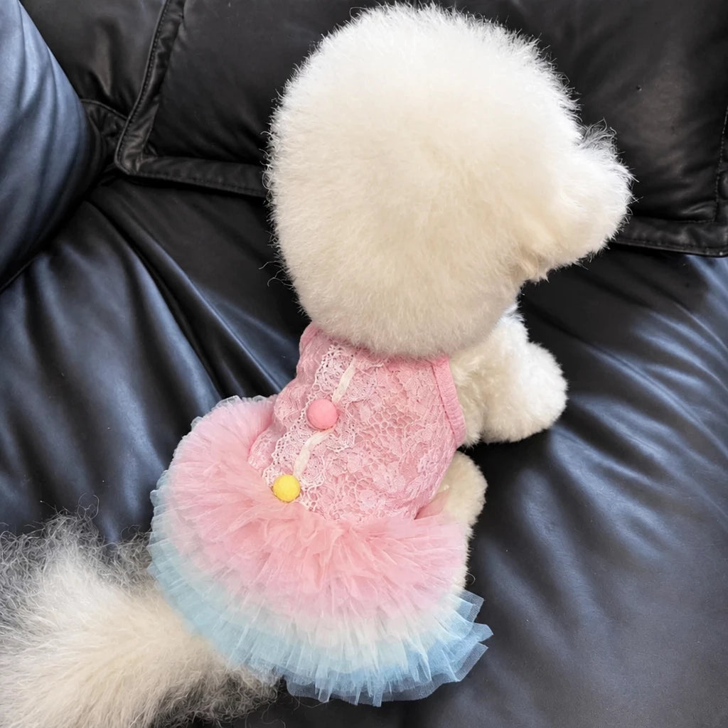 Lace Pet Dress with Gradient Full Skirt for Small Dogs and Cats