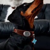 Soft Faux Leather Collar for Small Dogs & Cats