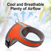 Small Dog Harness and Leash Set