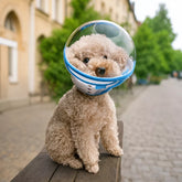 Adjustable Plastic Recovery Cone for Dogs | Elizabethan Collar