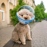Adjustable Plastic Recovery Cone for Dogs | Elizabethan Collar