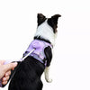 PawMerry Leashes collection banner