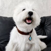 Soft Faux Leather Collar for Small Dogs & Cats