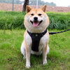 Lightweight Adjustable Nylon Dog Harness with Leash