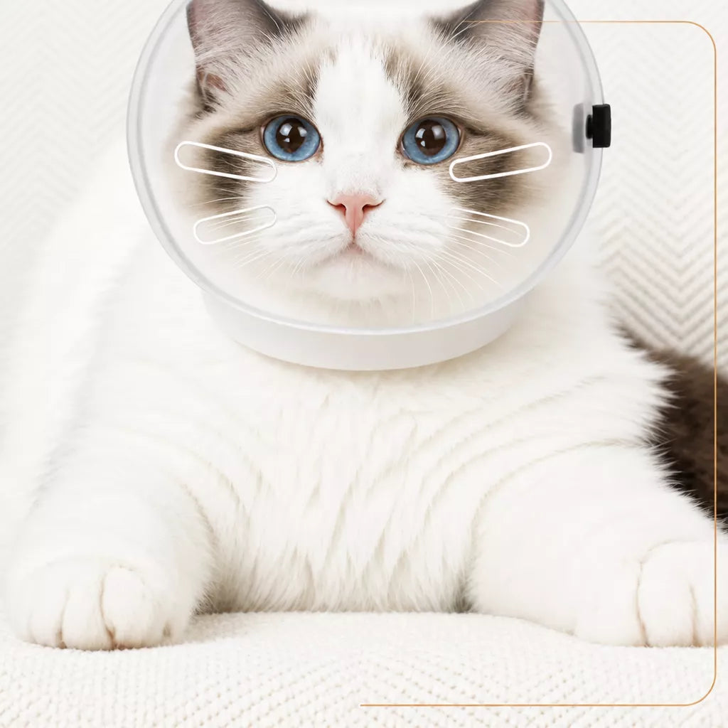 Clear Plastic Pet Recovery Cone for Cats
