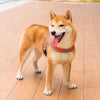 Small Dog Harness and Leash Set