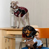 Soft Faux Leather Collar for Small Dogs & Cats
