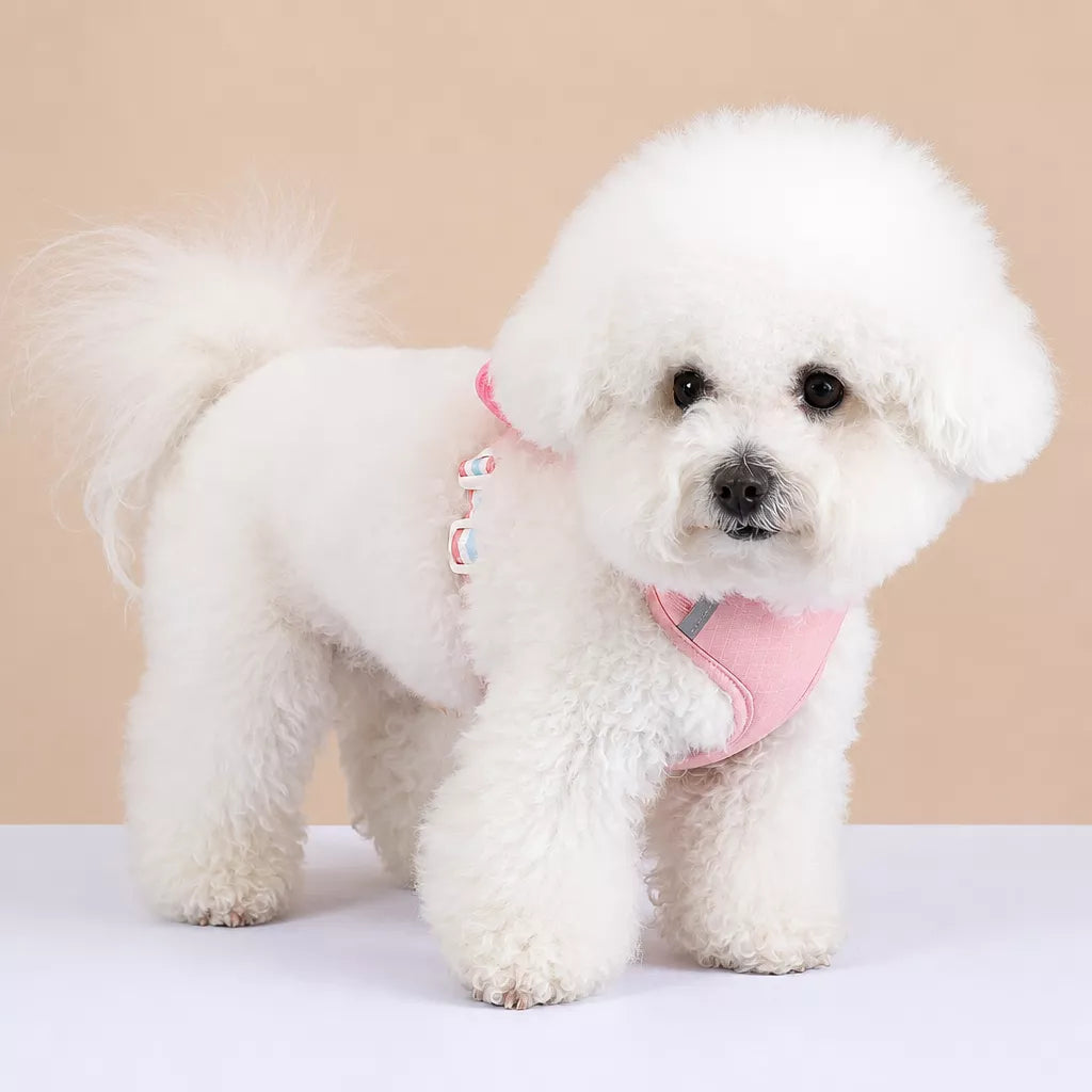 Small Dog Harness & Leash