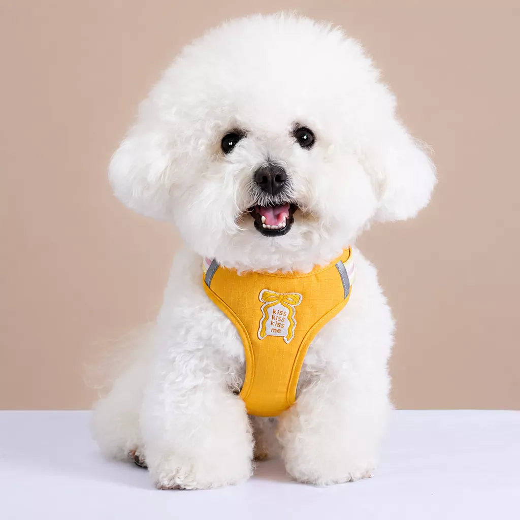 Small Dog Harness & Leash