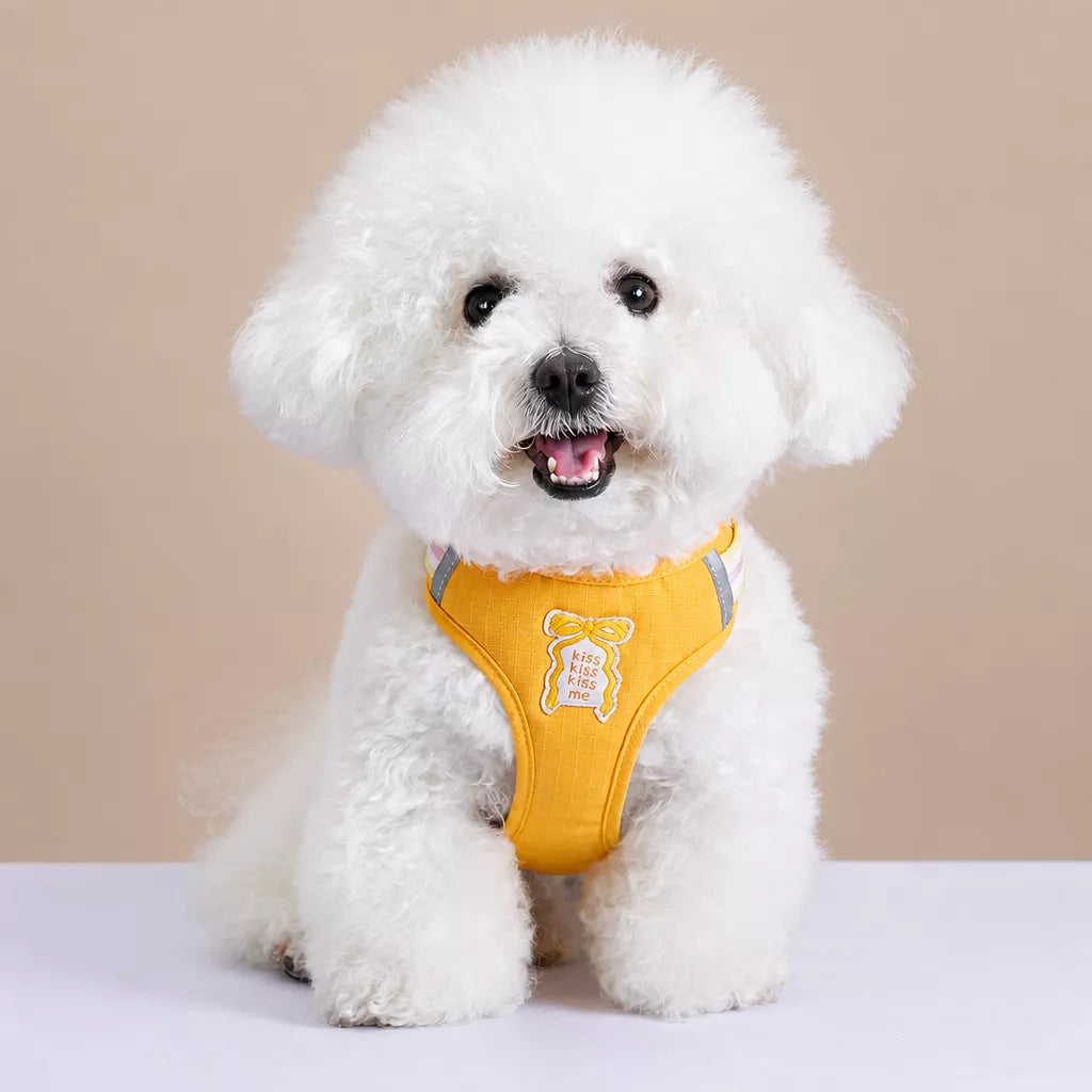 Small Dog Harness & Leash