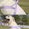 Dog Harness for Everyday Walks