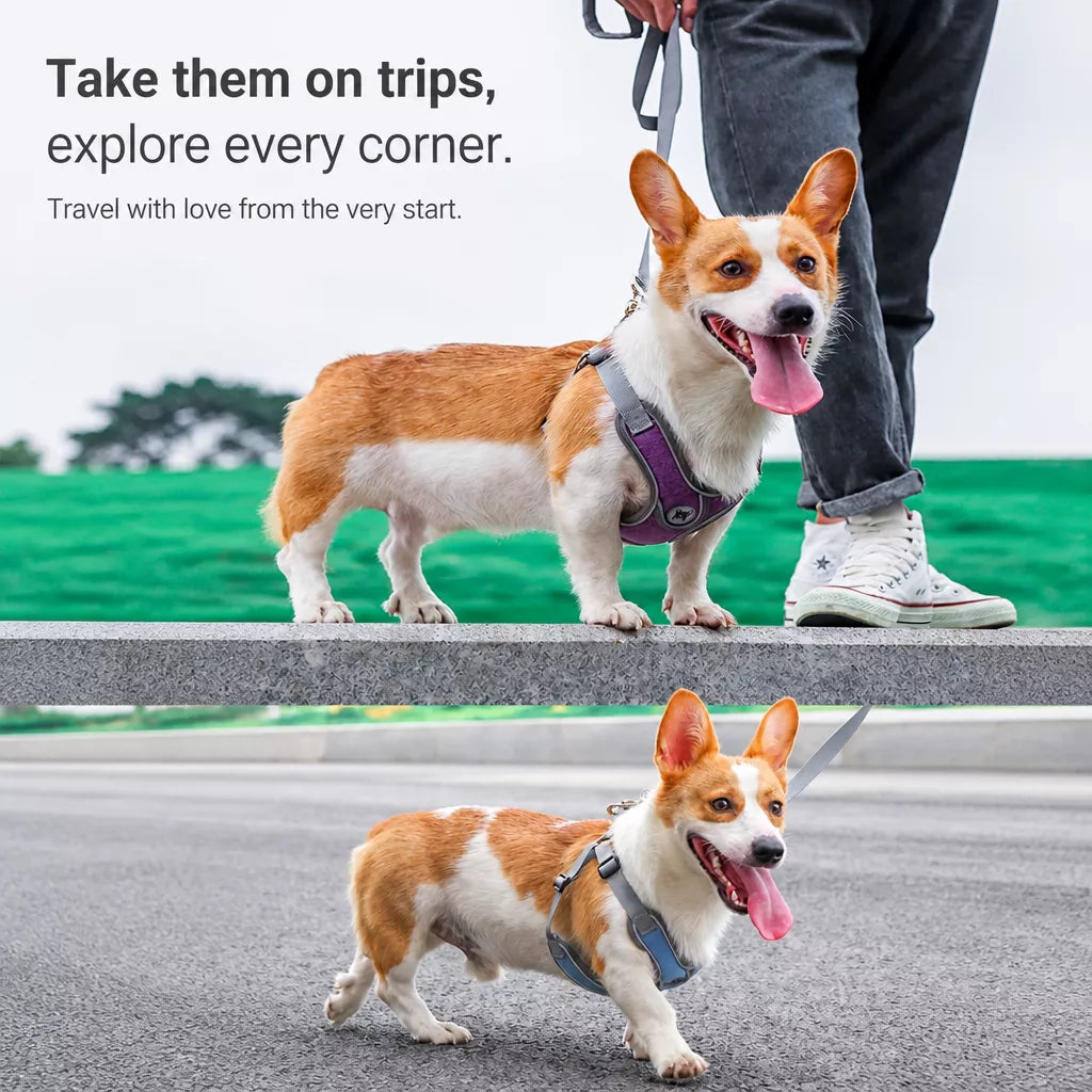 Dog Harness and Leash Set for Small to Medium Dogs