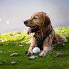 Floating Foam Ball Toy for Dogs