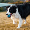 Ice Cream-Shaped Interactive Bouncy Ball Dog Toy