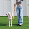 All-in-One Dog Collar and Leash