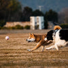 Ice Cream-Shaped Interactive Bouncy Ball Dog Toy