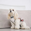 Lightweight Summer Dog Vest