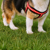 Small Dog Harness and Leash