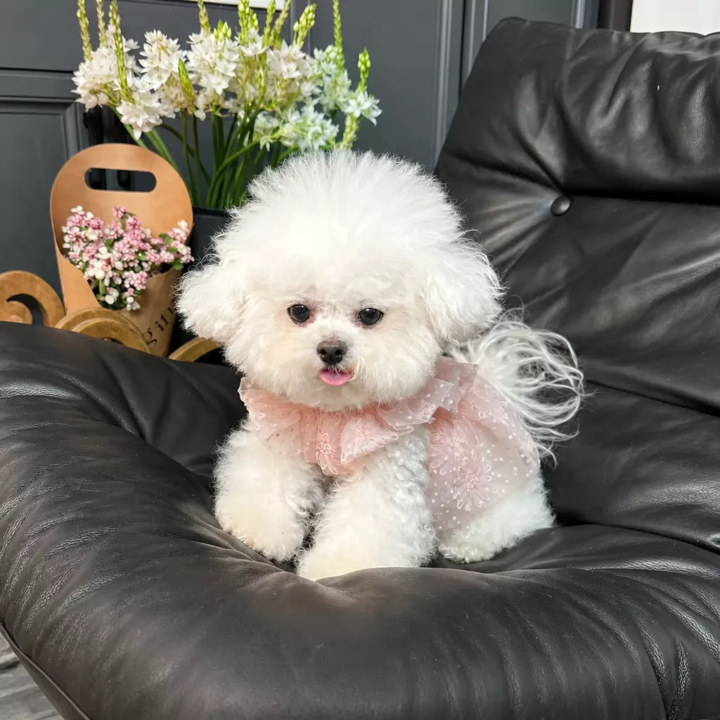 Pet Princess Dress with Leash Ring for Small Dogs and Cats
