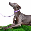 Faux Leather Dog & Cat Collar with Jewel Detail