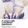 Dog Harness for Everyday Walks