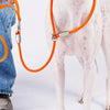 All-in-One Dog Collar and Leash