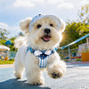 Small Dog Vest Harness and Leash for Puppies