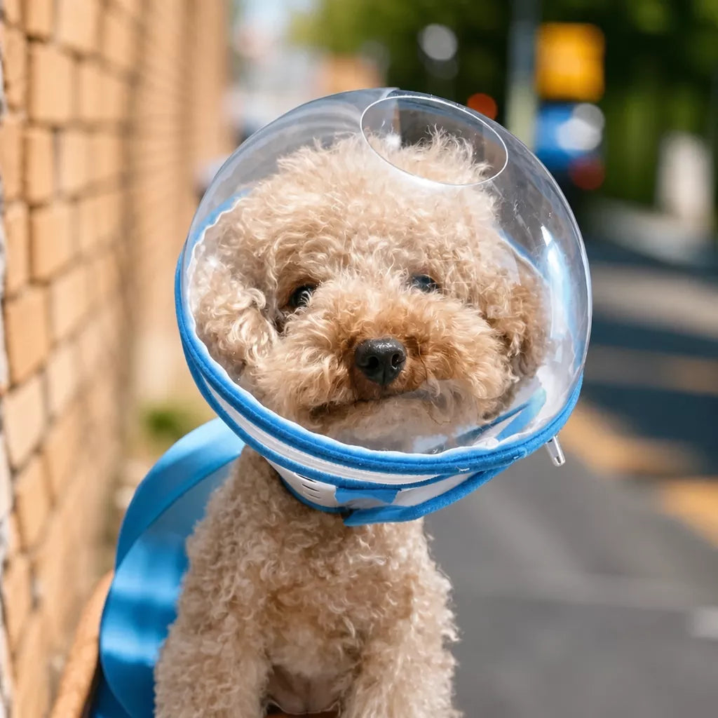 Adjustable Plastic Recovery Cone for Dogs | Elizabethan Collar