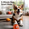 Interactive Squeaky Jumping Ball Dog Toy