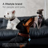 Soft Faux Leather Collar for Small Dogs & Cats