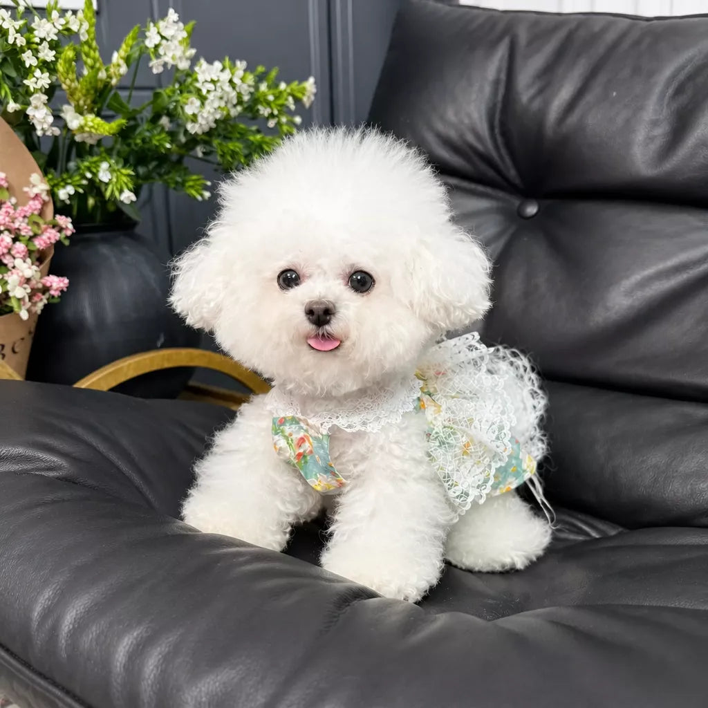Lightweight Floral Lace Dress for Dogs & Cats