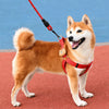 Adjustable Nylon Dog Harness with Leash Option