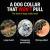Chain Dog Leash for Walking and Tethering