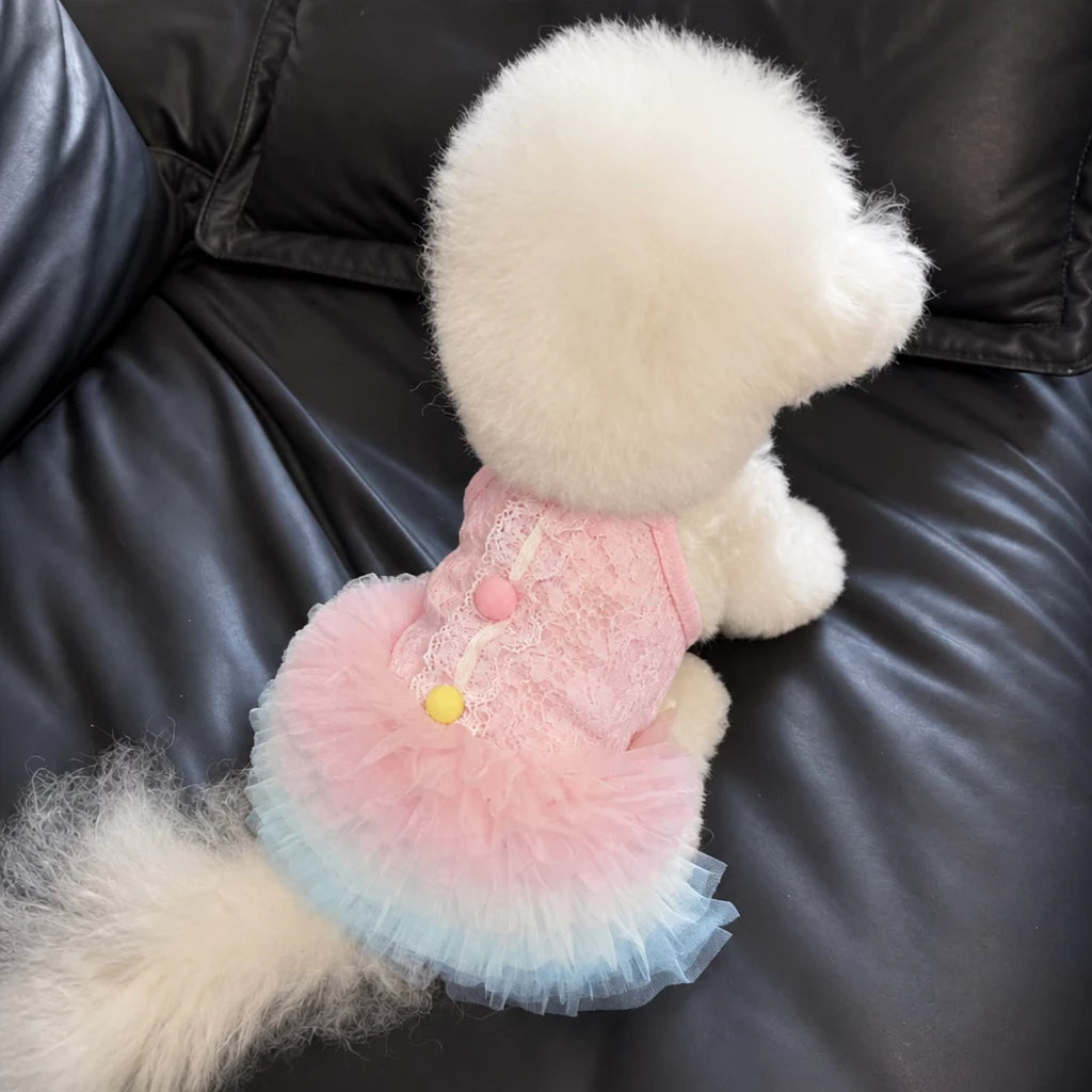 Lace Pet Dress with Gradient Full Skirt for Small Dogs and Cats