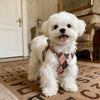 Small Dog Vest Harness and Leash for Puppies