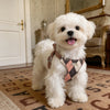 Small Dog Vest Harness and Leash for Puppies