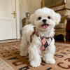 Small Dog Vest Harness and Leash for Puppies