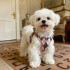 Small Dog Vest Harness and Leash for Puppies