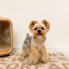 Small Dog Vest Harness and Leash for Puppies