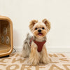 Small Dog Vest Harness and Leash for Puppies