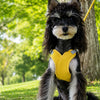 X-Style Dog Harness and Leash Set