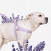 Dog Harness for Everyday Walks
