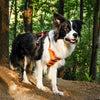 Vest-Style Dog Harness with Retractable Leash