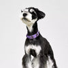 Faux Leather Dog & Cat Collar with Jewel Detail