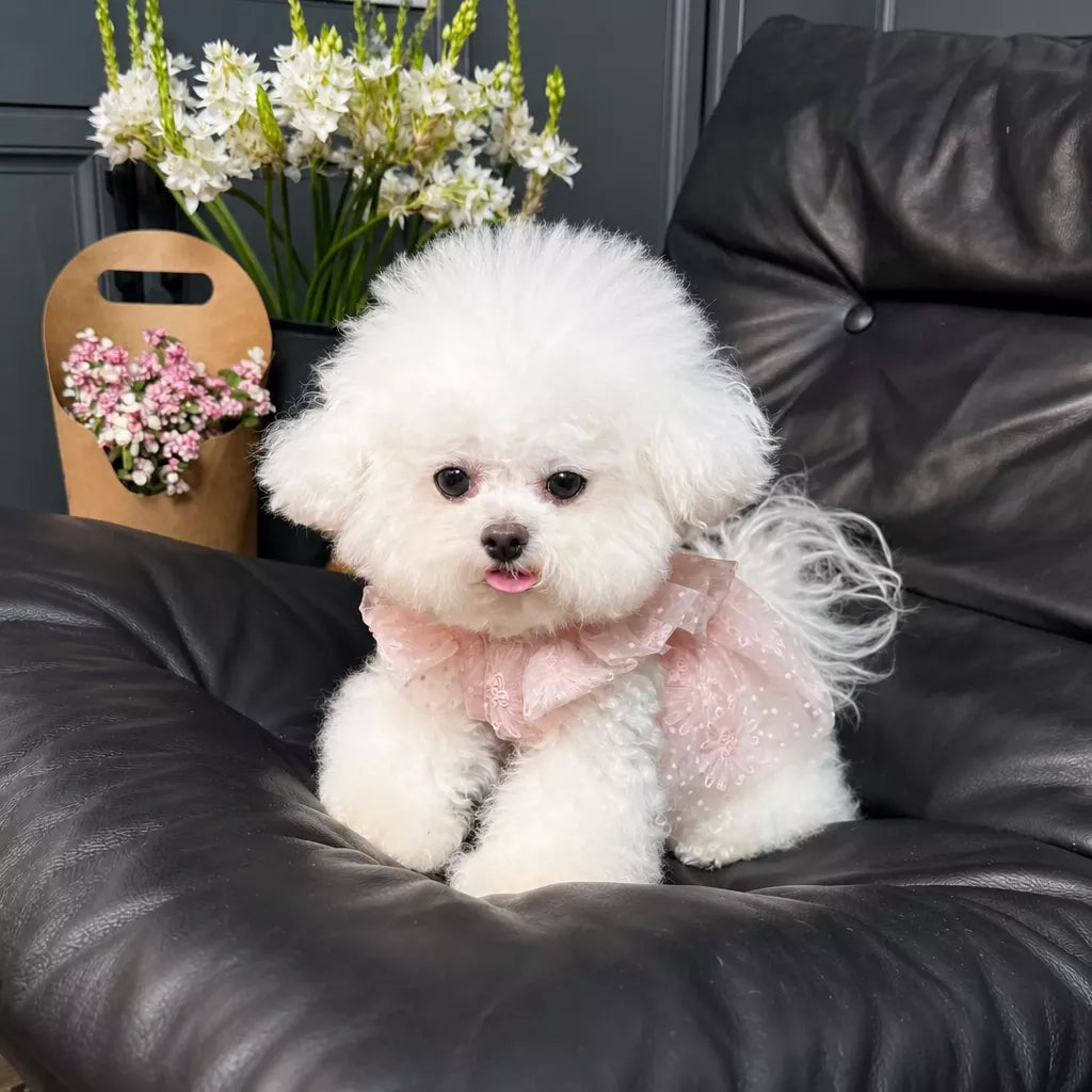 Pet Princess Dress with Leash Ring for Small Dogs and Cats