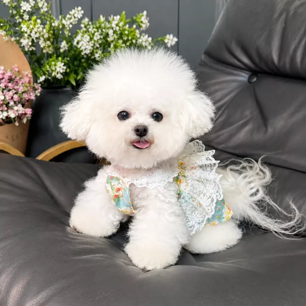 Lightweight Floral Lace Dress for Dogs & Cats