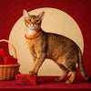Red Chinese New Year Pet Collar with Lucky Charm